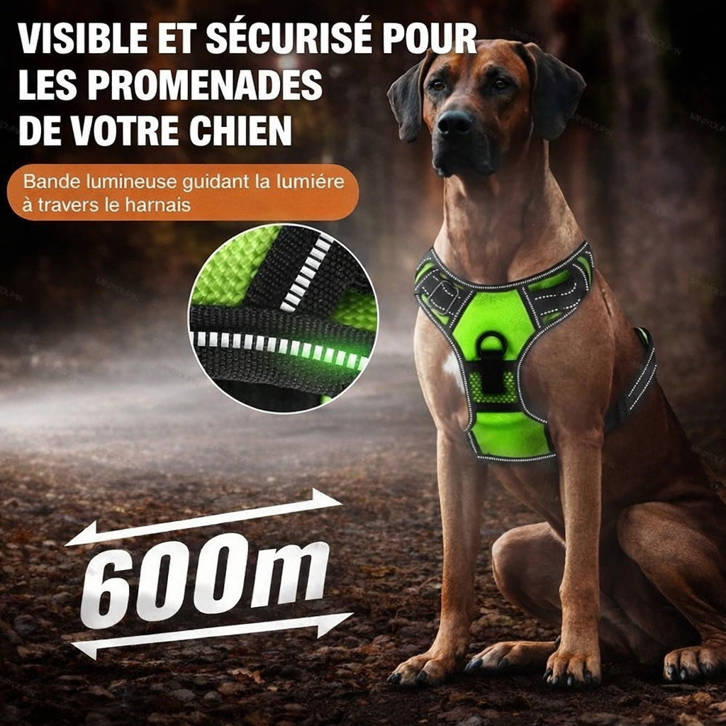 Harnais futuriste LED pour chien – Visibilité 360° et sécurité nocturne avancée