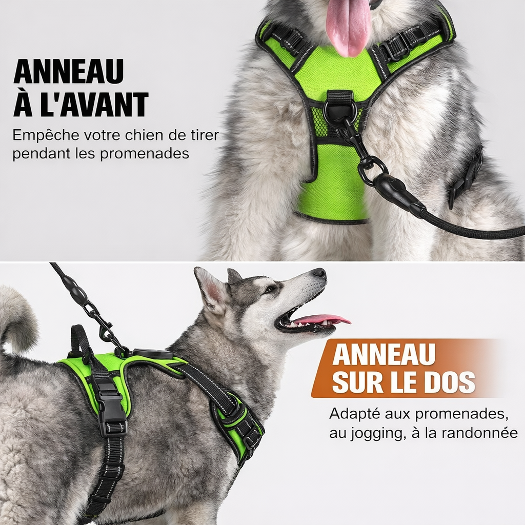 Harnais futuriste LED pour chien – Visibilité 360° et sécurité nocturne avancée