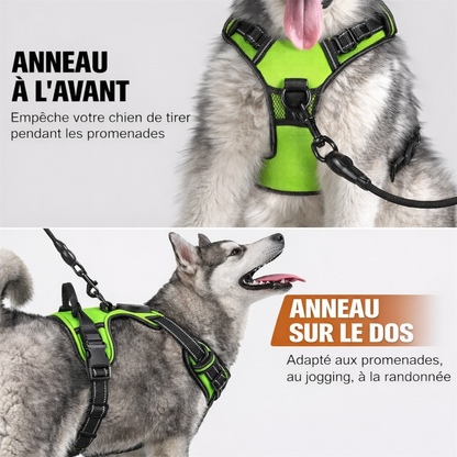 Harnais futuriste LED pour chien – Visibilité 360° et sécurité nocturne avancée