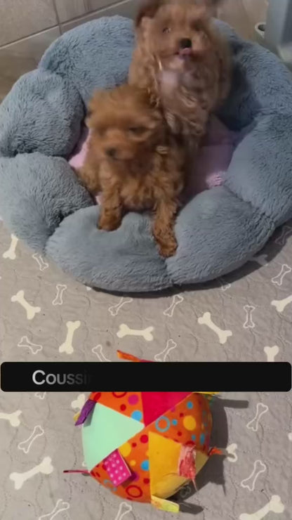 Coussin Peluche Rond Chien & Chat – Ultra Doux